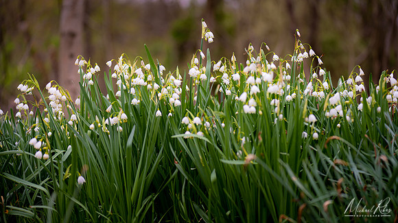 Spring Snowflake Flowers (2020)