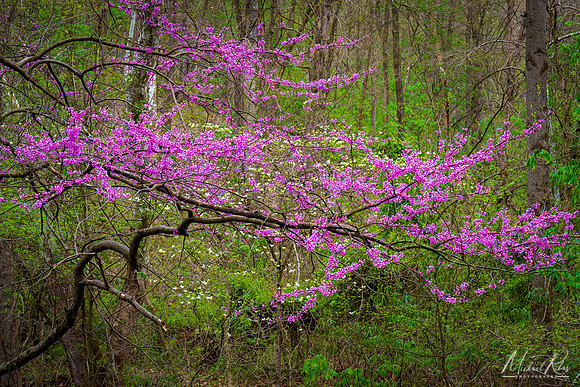 Redbud and Dogwood (2020)