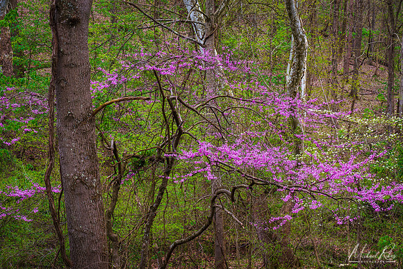 Early Spring Woodland (2020)