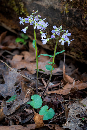 Woodland Phlox (2024)