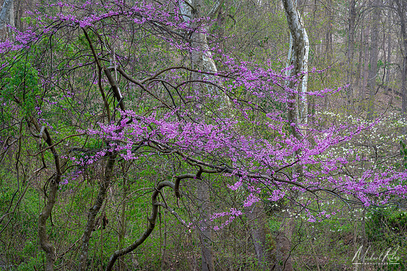 Redbud (2020)