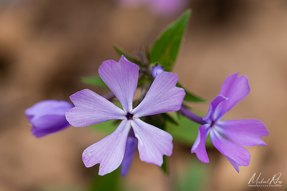 Tiny Spring Flowers (2020)