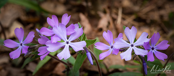 Tiny Spring Flowers (2020)