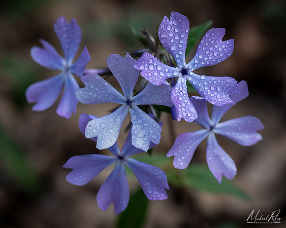 Tiny Purple Sprlng Flowers (2020)