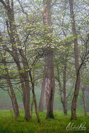 Foggy Spring Grove (2020)