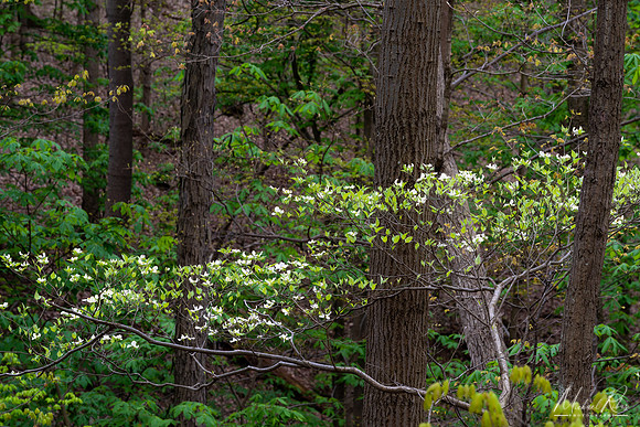 Dogwood in Forest (2020)