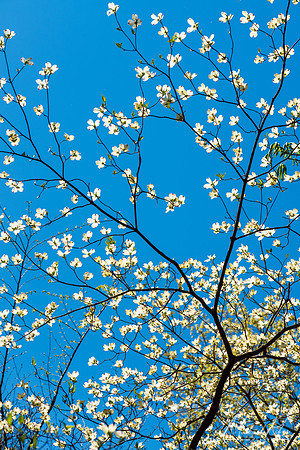 Dogwood Blossums (2020)