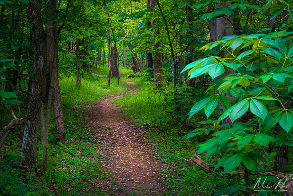 Secluded Spring Trail (2020)