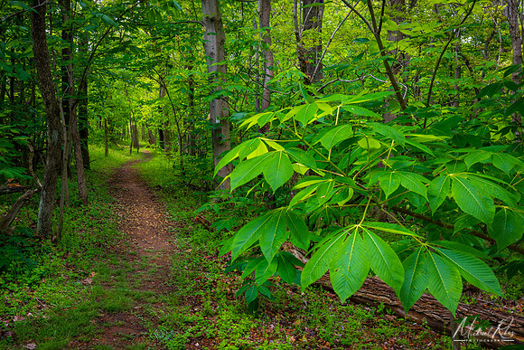 Secluded Spring Trail 2 (2020)