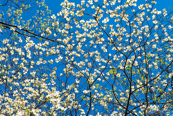 Dogwood Blossums (2020)