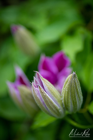 Blooming Clematis