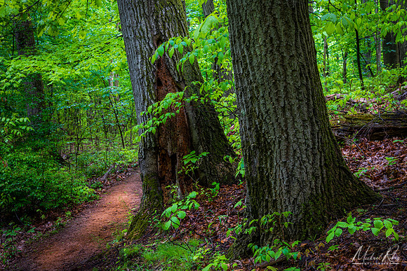 Forest Trail (2020)