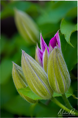 Emerging Clematis Blossums (2020)
