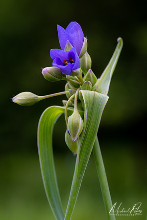 Blooming Spiderwort (2020)