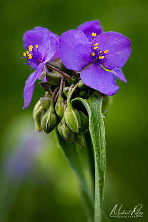 Spiderwort Blossums (2020)