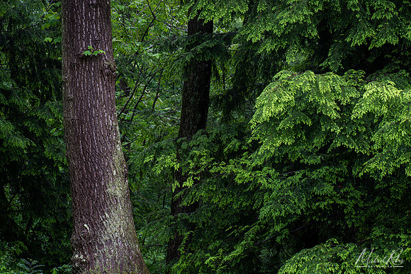 Deep Forest (2020)