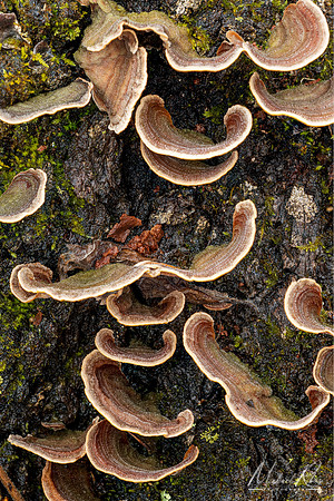 Mushrooms on Log (2024)