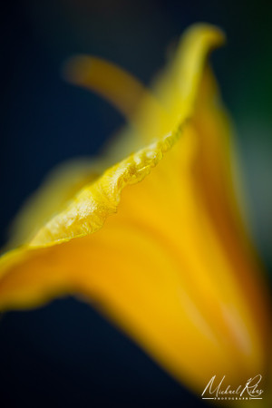 Daylilly (2020)