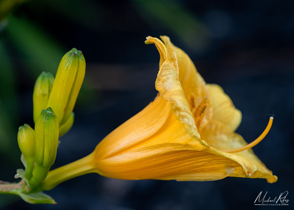 Daylilly (2020)