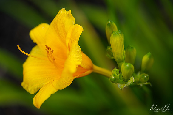 Daylilly (2020)