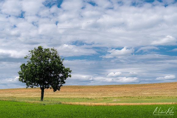 Lone Tree (2020)
