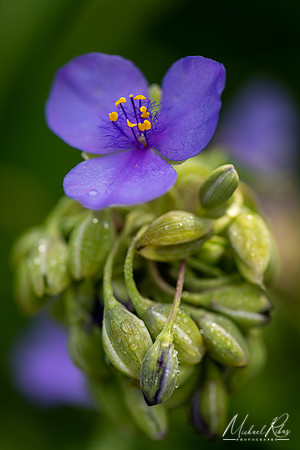 Spiderwort (2020)