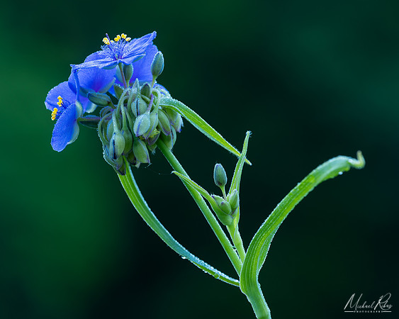 Spiderwort (2020)