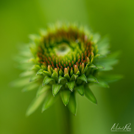 Coneflower getting ready to bloom (2020)
