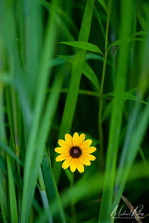Flower in Tall Grass (2020)