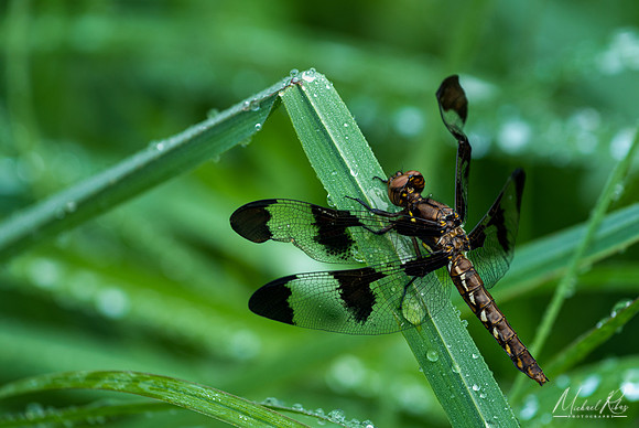 Dragonfly (2020)