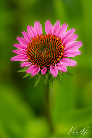 Coneflower (2020)