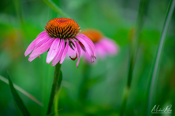 Coneflower (2020)