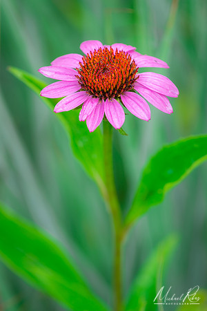 Coneflower (2020)