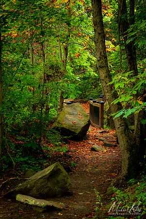 A Secluded Pathway (2020)