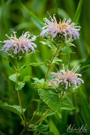 Lavender Wildflowers (2020)