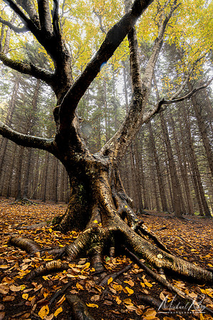 Dolly Sods Yellow Birch (2024)