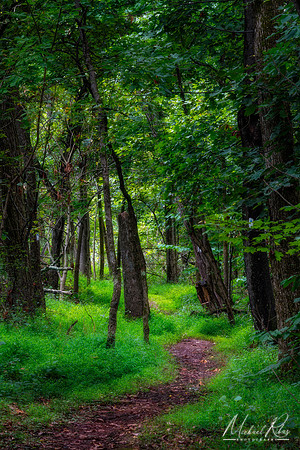Woodland Trail (2020)