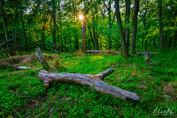 Woodland Spring Sunset (2020)