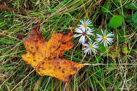 Leaf and Flower, Canaan Valley (2020
