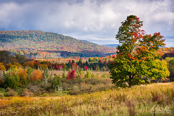 Canaan Valley Early Fall (2020)