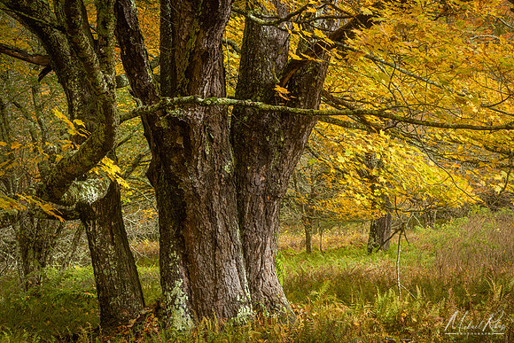 Aged Sugar Maple, Canaan (2020)