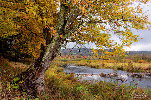 Blackwater River at Canaan (2020)