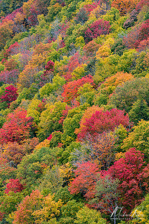 Blackwaer Canyon Trees (2020)