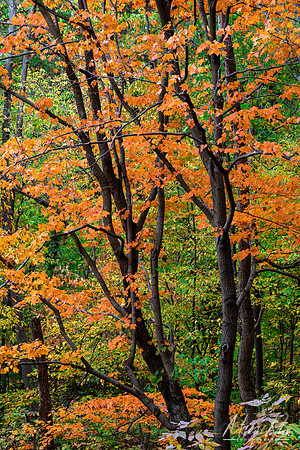 Autumn Trees (2020)