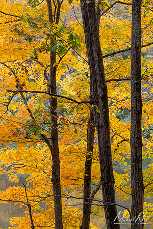 Golden Autumn Trees (2020)