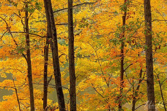 Golden Autumn Trees (2020)