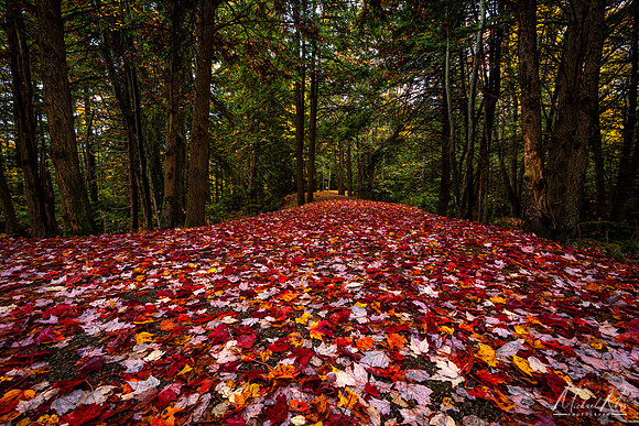 Fallen Leaves, Blackwater Falls (2020)
