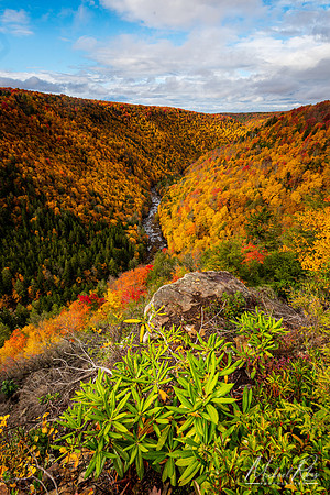Blackwater Canyon (2020)