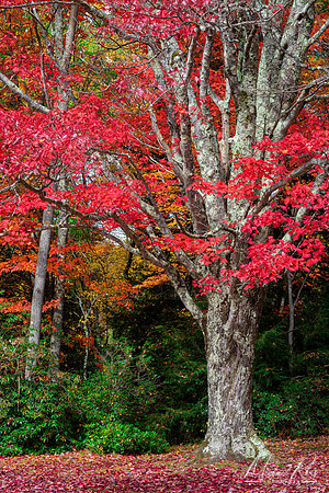 Red Maple (2020)