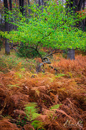 Ferns and Tree (2020)